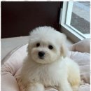 신정애견미용 이미지