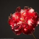 수지장식 이미지