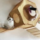 랙돌캐터리 아이돌스 전주고양이분양 이미지