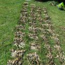 용정리 고인돌 이미지