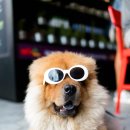 미용하는 강아지 이미지