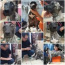 lulu견사 이미지