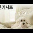댕댕이 펫카 이미지