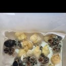 (주)레이스킨 Daum카페