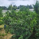 달콤한 푸른농장 이미지