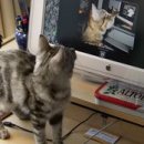 The 미유캣 이미지