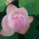신델렐라 이미지