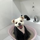 네추럴 그루밍 이미지