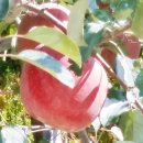 신선농원 이미지