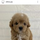제주 강아지 위드미 이미지