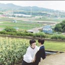 바다날개