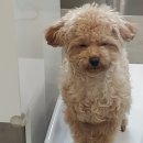 봄사랑 동물병원 이미지