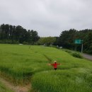 춤추는보리