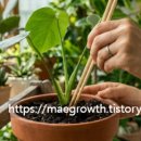 수경반점 | 식물 과습, 물을 많이 줘서 죽는 게 아니다? 집사들이 모르는 진짜 이유