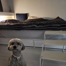 펫조이 | 강아지계단 관리 쉽고 철제 프레임이라 흔들림 없는 조이펫스텝 후기