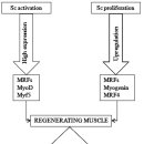 Muscle damage and regeneration: Response to exercise training 이미지