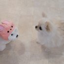 놀면뭐하개 이미지