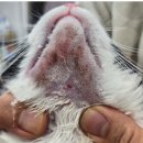 온아동물의료센터 이미지