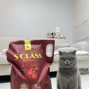 에스클래스 | 에스클래스 펫 브라운 벤토나이트 사용 후기, 고양이 모래 정착템