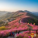분홍빛 파도가 일렁이는 영취산, 2026 여수 진달래축제 완벽 가이드 이미지