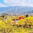 이순신 백의종군로 탐방로 | 구례 산수유축제 기간 및 정보