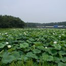 @ 연꽃의 즐거운 향연 속으로, 김제 청운사 ＜청운사 하소백련축제, 하소백련지＞ 이미지