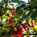 양기1 리 | 간·눈·관절·성기능까지 | 부작용 없이 평생 먹을 수 있는 약초, 구기자(枸杞子) 효능 완전 정리