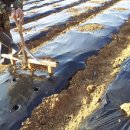 파주유황삼채 이미지