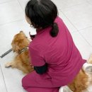 하나 동물병원 네이버블로그