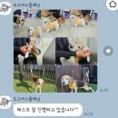 하나유치원 | 청량리 제기동 애견호텔 유치원 &#39;도그어스플래닛&#39; 후기-1탄 (성향테스트)