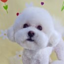몽몽바블펫# 네이버블로그