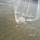 슬기로운 제주 생활 - 아이들과 함께 하기 좋은 바다체험 &#39;이호테우 해변&#39; 조개잡이