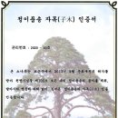 자목 이미지