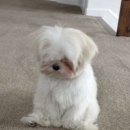 안동찜닭 해물떡찜 이미지