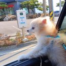 사천견생 이미지