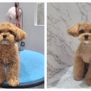 포메른 펫살롱 이미지