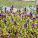 야생화마을펜션민박 이미지