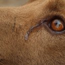 나는강아지 이미지