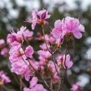 부천시다사랑푸드마켓 | 부천 놀거리 페스타 봄꽃여행 부천 원미산 진달래축제 실시간 개화 상태