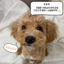 [은평구 소 곱창] 포차 감성의 소 곱창 맛집을 찾는다면 &#39;시봉창&#39;