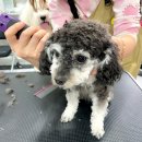 즐거운 애견미용 이미지