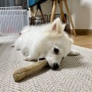 씻고가자,멍멍 이미지