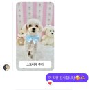아멍띠에 이미지