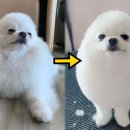 웃는강아지 이미지