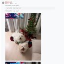 꿈트리 | [고객후기/미니트리 90] 꿈에 그리던 트리였어요