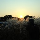 하늘공원 이미지