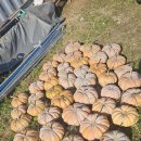 정모전 가을걷이 이미지