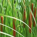 사이박천 이미지