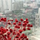 호명 이미지