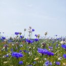 청년떡볶이 이미지